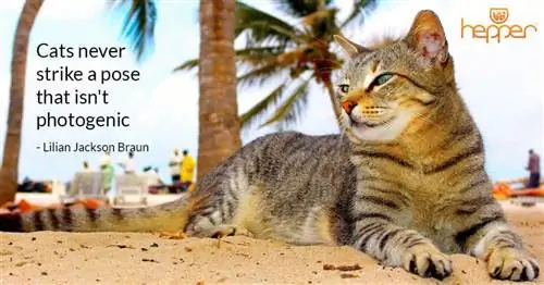 citation de chat14