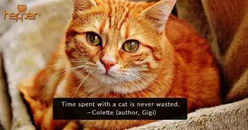 citation de chat15