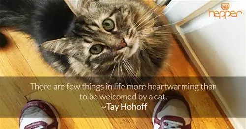 citation de chat15