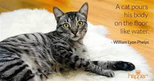 citation de chat24