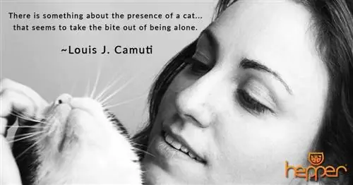 citation de chat30