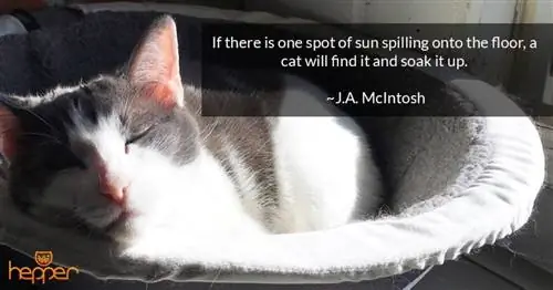 citation de chat4