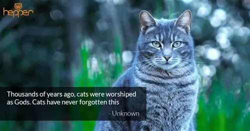 citation de chat5