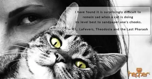 citation de chat7