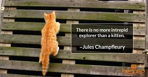 citation de chat8