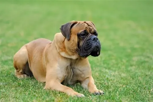 dogue anglais sur l'herbe