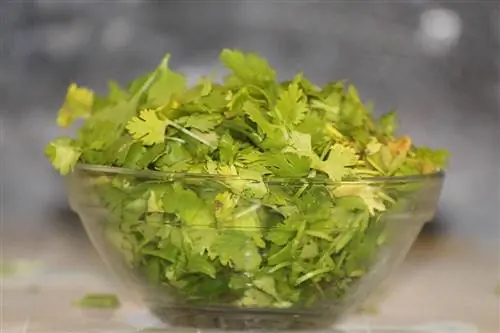 isang mangkok ng dahon ng cilantro