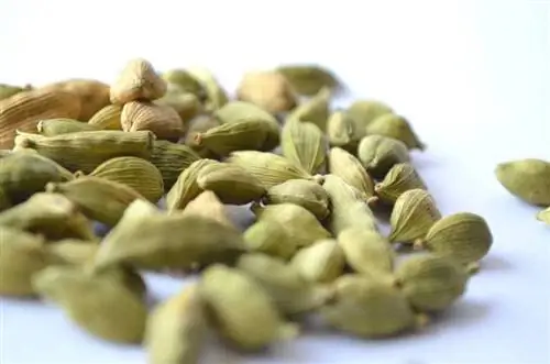 cardamom