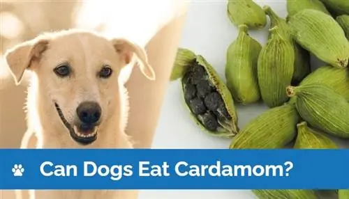 Cachorro pode comer cardamomo? Vet Revised Facts & FAQ