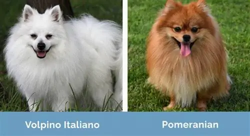 Volpino Italiano vs Pomeranian berdampingan