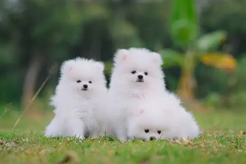 tre cuccioli di volpino italiano