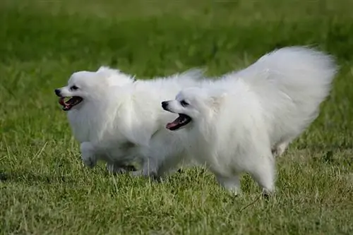 dua anjing Volpino italiano berlari