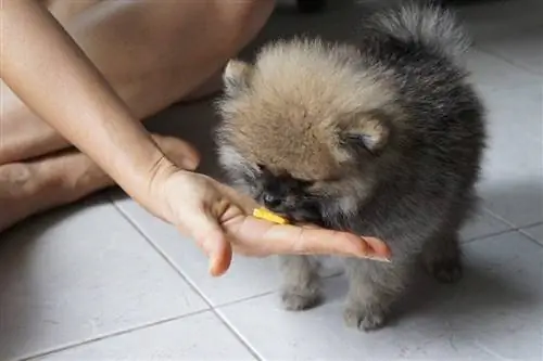 poméranien mangeant une mangue en tranches