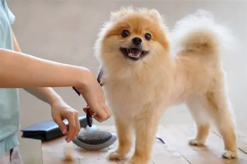 Pomeranian grooming