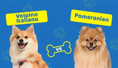 Volpino Italiano vs. Pomeranian: Piliin ang Tama para sa Iyo