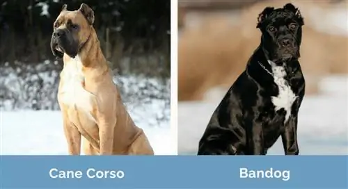 Cane Corso və Bandog yan-yana