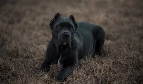 bandog pup