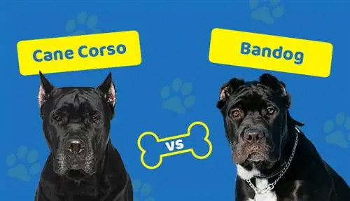 Cane Corso so với Bandog (Bandogge): Học cách nhận biết sự khác biệt