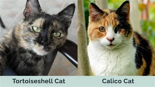 Tortoiseshell Cat vs Calico Cat kõrvuti