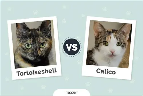 Kilpkonna kass vs Calico Cat: selgitatud karvkatte mustrid