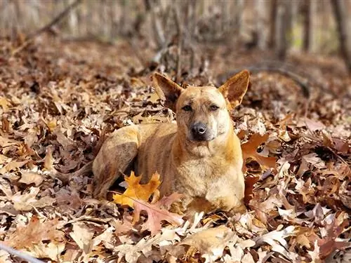 Phu Quoc ridgeback dog sur tas de feuilles