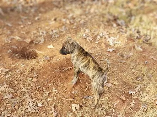 Phu Quoc ridgeback puppy