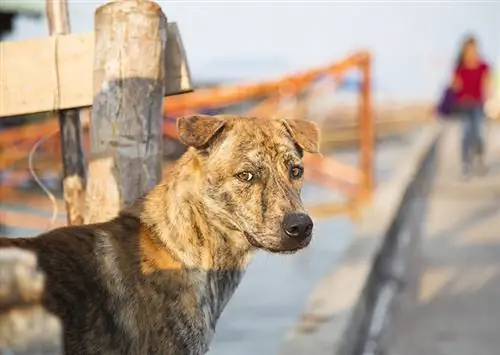 الشباب البالغ من العمر Phu Quoc Ridgeback dog