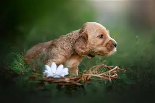 cocker spaniel inglês lindos filhotes de gengibre