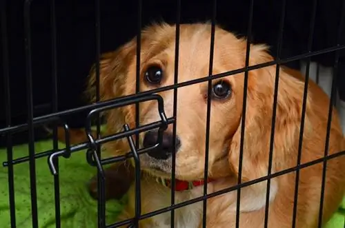 cocker spaniel hund i kassen