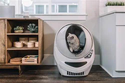 Beige Litter-Robot በመጠቀም ግራጫ ድመት