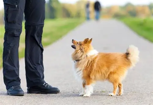 Shetland sheepdog träning