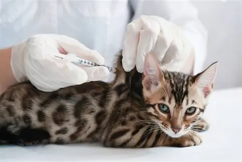 un veterinario fa un'iniezione sottocutanea al gattino