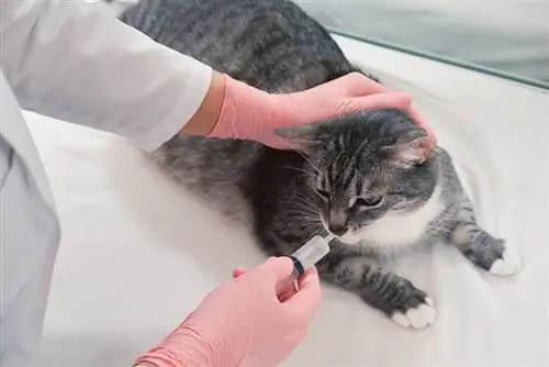 infusione di medicina liquida da parte di un veterinario da una siringa nella bocca di un gatto