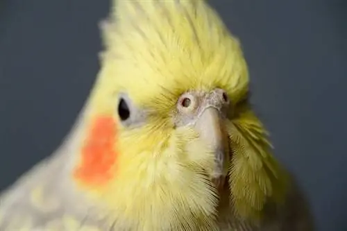 primo piano cockatiel perla femmina_Reimar_Shutterstock