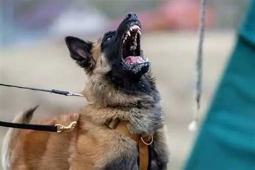 Anjing gembala malinois Belgium berambut panjang menyalak