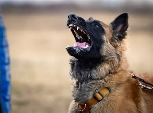 latihan perlindungan anjing gembala Belgium malinois