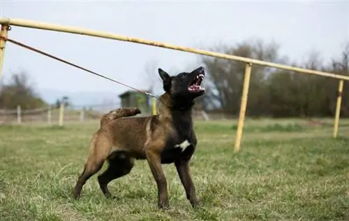 gos marró El gos belga Malinois està bordant i mostrant les dents