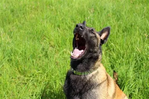 Il malinois belga abbaia molto? Suggerimenti per ridurre l'abbaiare del cane