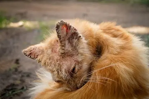 Kako mačke dobiju šugu? Veterinar pregledao znakove, uzroke & Liječenje