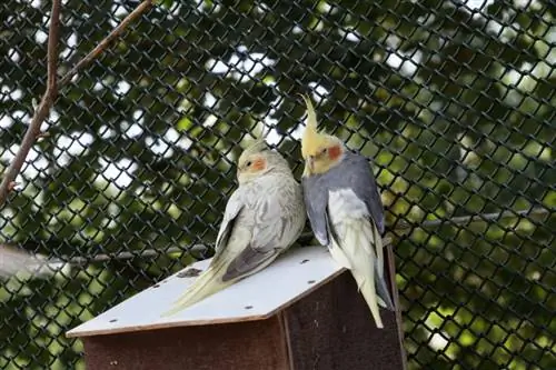 deux calopsittes au sommet d'une maison d'oiseau