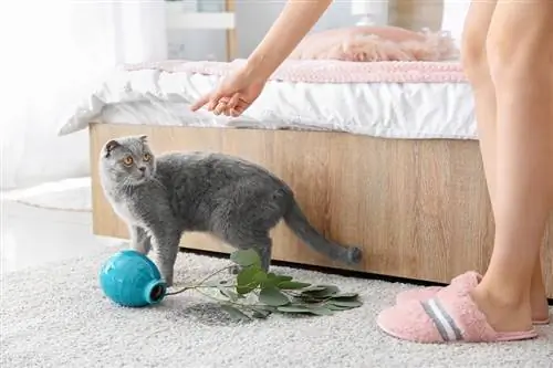 la propriétaire gronde son chat pour avoir laissé tomber un vase sur un tapis