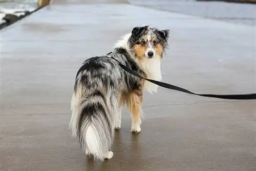 xiav merle shetland sheepdog ntawm lub puam