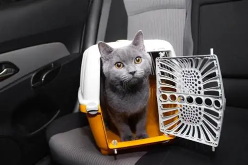 katt inne i dyrebæreren i bilen på setet