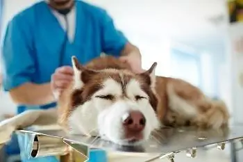 Husky bị bệnh