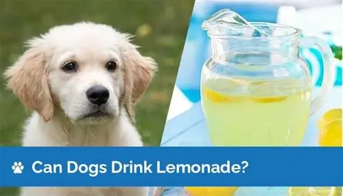 Kan hunde drikke limonade? Er limonade sikkert for hunde?