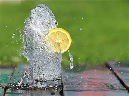 ¿Pueden los perros beber agua con limón? ¿El agua de limón es segura para los perros?