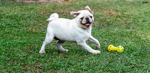 witte pug spelen met speelgoed buiten op gras