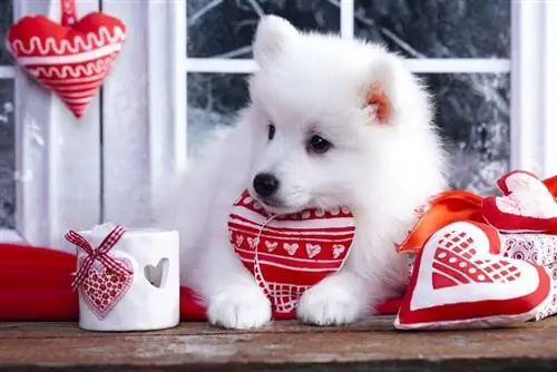 10 cadeaux incroyables pour la Saint-Valentin pour les chiens que vous pouvez obtenir aujourd'hui