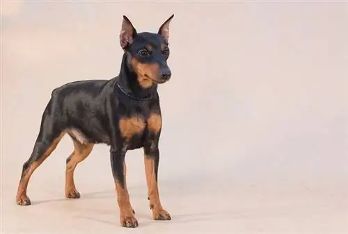 Mini Pinscher negru