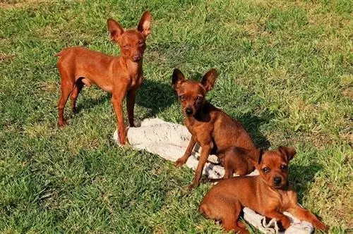 Brown Mini Pinscher